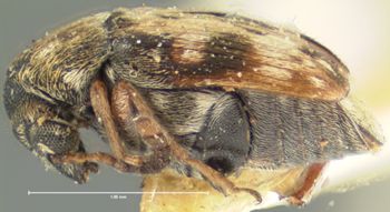 Media type: image;   Entomology 8203 Aspect: habitus lateral view